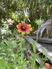 Gaillardia