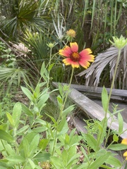 Gaillardia