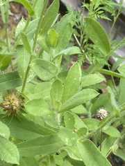 Gaillardia