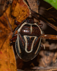 Perillus circumcinctus
