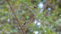 Rubus phoenicolasius