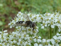 Leucozona laternaria