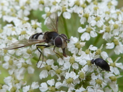 Leucozona laternaria