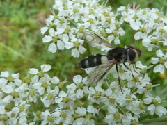 Leucozona laternaria