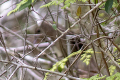 Troglodytes hiemalis