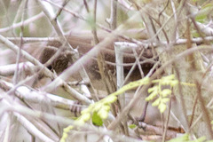 Troglodytes hiemalis