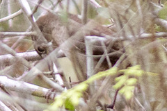 Troglodytes hiemalis