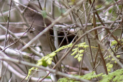 Troglodytes hiemalis