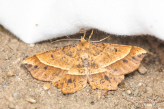 Euchlaena tigrinaria