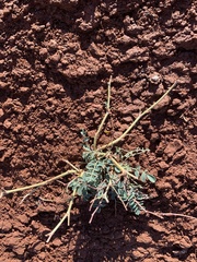 Astragalus crassicarpus