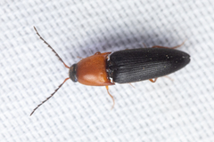 Megapenthes nigriventris