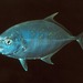 Onion Trevally - Photo (c) FishWise Professional, some rights reserved (CC BY-NC-SA)