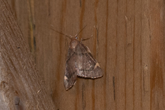 Hypsopygia thymetusalis