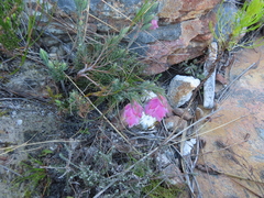 Erica glauca elegans
