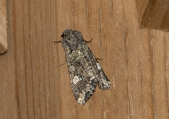 Mamestra configurata