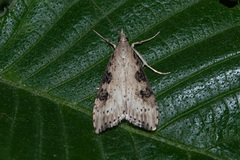 Udea itysalis