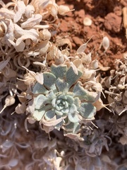 Physaria reediana