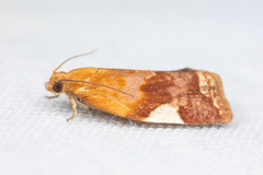 Clepsis persicana