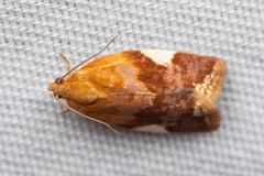 Clepsis persicana