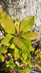 Magnoliopsida
