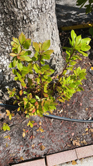 Magnoliopsida