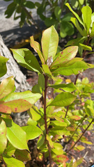 Magnoliopsida