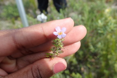 Chaenostoma cordatum