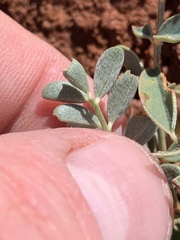 Astragalus crassicarpus