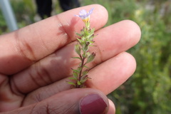 Chaenostoma cordatum