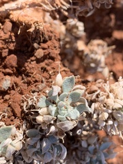 Physaria reediana
