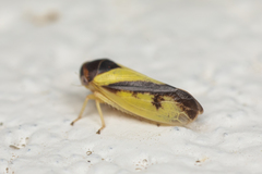 Oncopsis variabilis