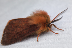 Spilosoma pteridis