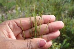 Elegia microcarpa