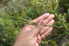 Elegia microcarpa