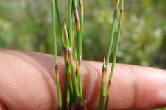 Elegia microcarpa
