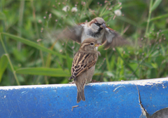 Passer domesticus balearoibericus