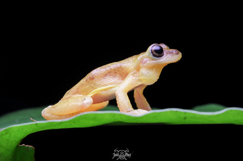 Sumichrast's Tree Frog