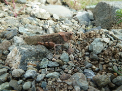 Bryodemella