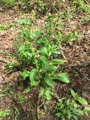 Erigeron pulchellus