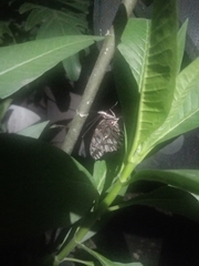 Papilionoidea