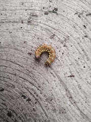 Lepidoptera