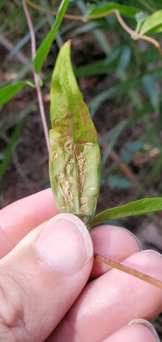 Liriomyza image