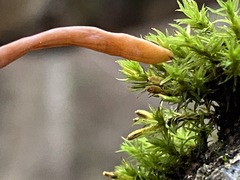 Macrotyphula contorta