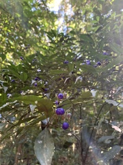 Psychotria leiocarpa