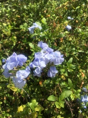 Plumbago