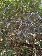 Psychotria leiocarpa
