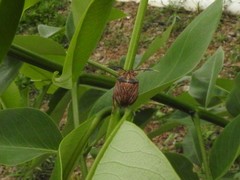 Antiteuchus sepulcralis