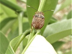 Antiteuchus sepulcralis
