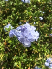 Plumbago