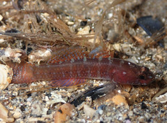 Coralline Goby photo 1